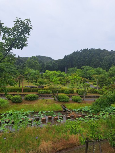 ショウブ花はすの池