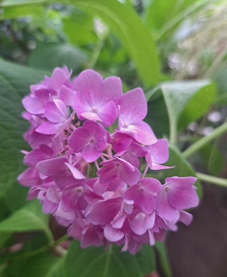 名無しの紫陽花