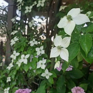 和室前/常緑ヤマボウシ