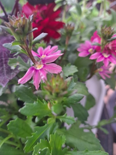 サンクエール・ピンク
