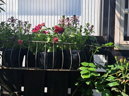 7月の/寄せ植え