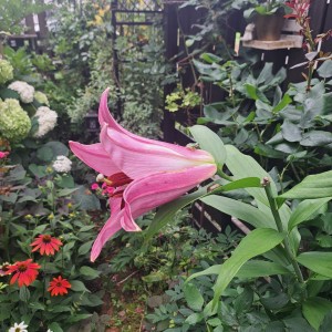 カサブランカ