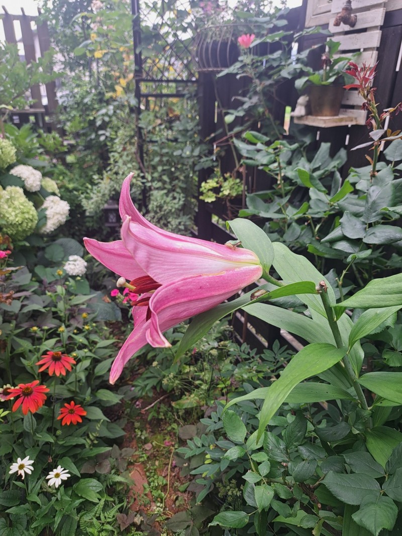カサブランカ