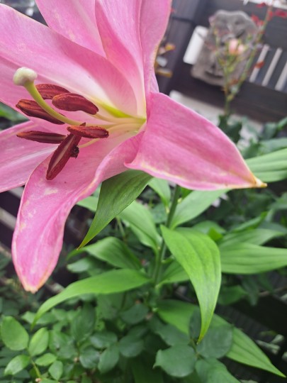 カサブランカ