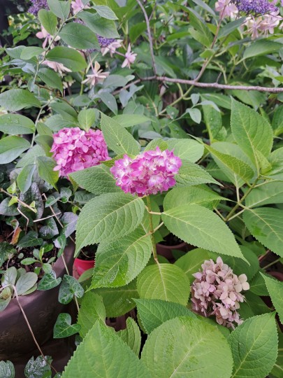 紫陽花