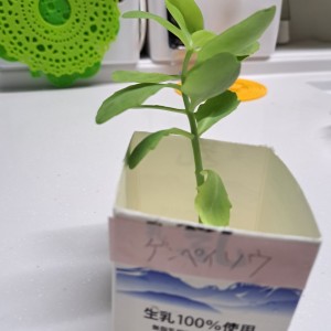 ベンケイソウ