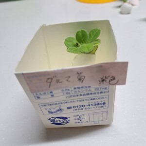 ダルマ菊・紫