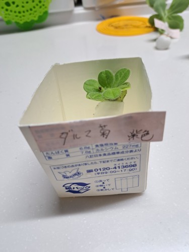 ダルマ菊・紫