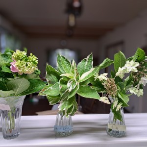 紫陽花/十二単/衣/恋路ヶ浜/加茂交配の泉鳥