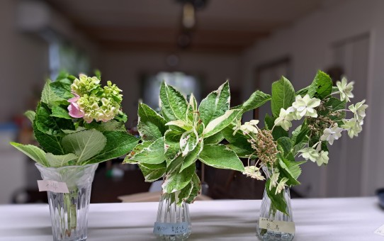 紫陽花/十二単/衣/恋路ヶ浜/加茂交配の泉鳥