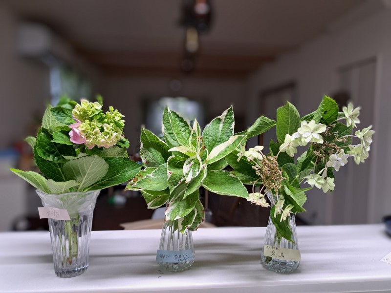 紫陽花/十二単/衣/恋路ヶ浜/加茂交配の泉鳥