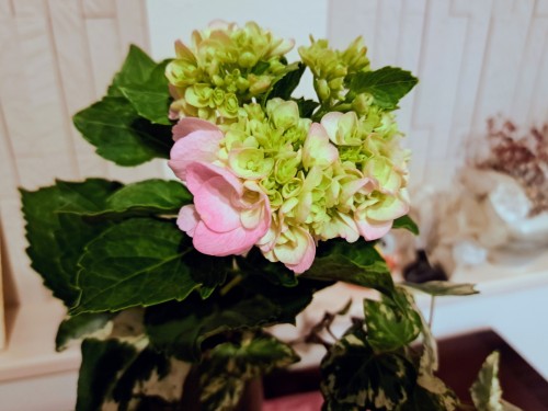 紫陽花・十二単(石化八重紫陽花　セッカヤエアジサイ）