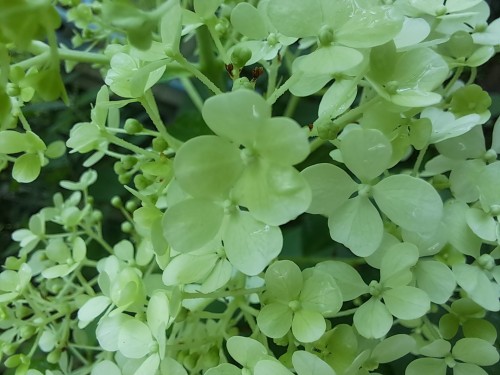 ノリウツギ・リトルホイップ