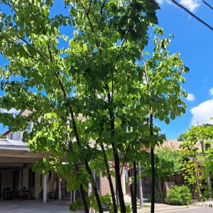 ヤマボウシ