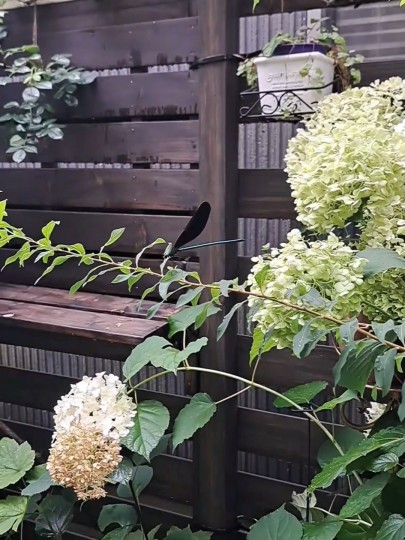 7月の庭/ハグロトンボ