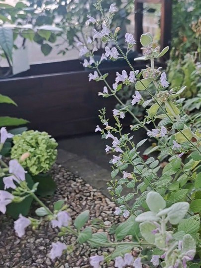 カラミンサ