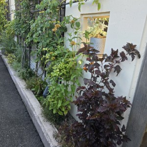 開花園