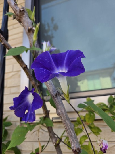 フロント花壇/朝顔・朝顔