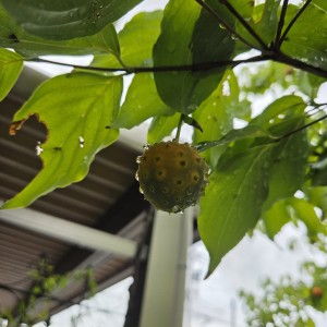 ヤマボウシの大きな実