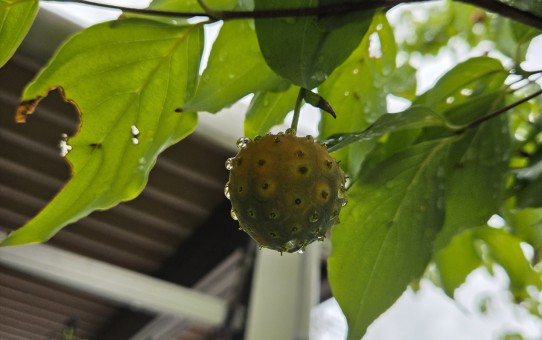ヤマボウシの大きな実