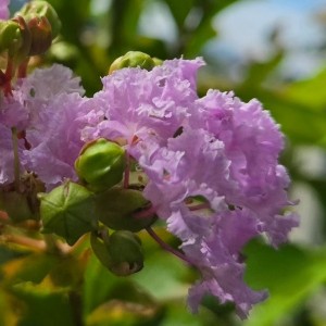 矮性のサルスベリ・淡紫清（たんしせい）