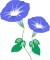朝顔　イラスト