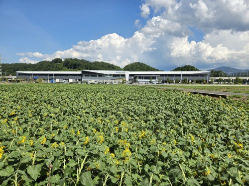 北陸新幹線・武生駅/ヒマワリ畑