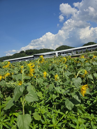 北陸新幹線・武生駅/ヒマワリ