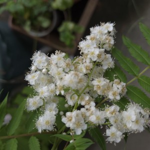 ニワナナカマド（チンシバイ）