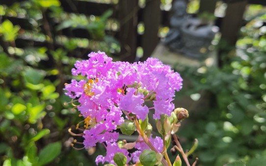矮性サルスベリ・サマー淡紫清(たんしせい)