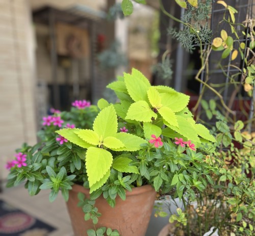 寄せ植え