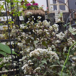 ユーパトリウムチョコラータ/アイアンハンキングバスケットの寄せ植え
