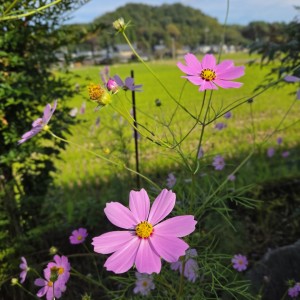 コスモス