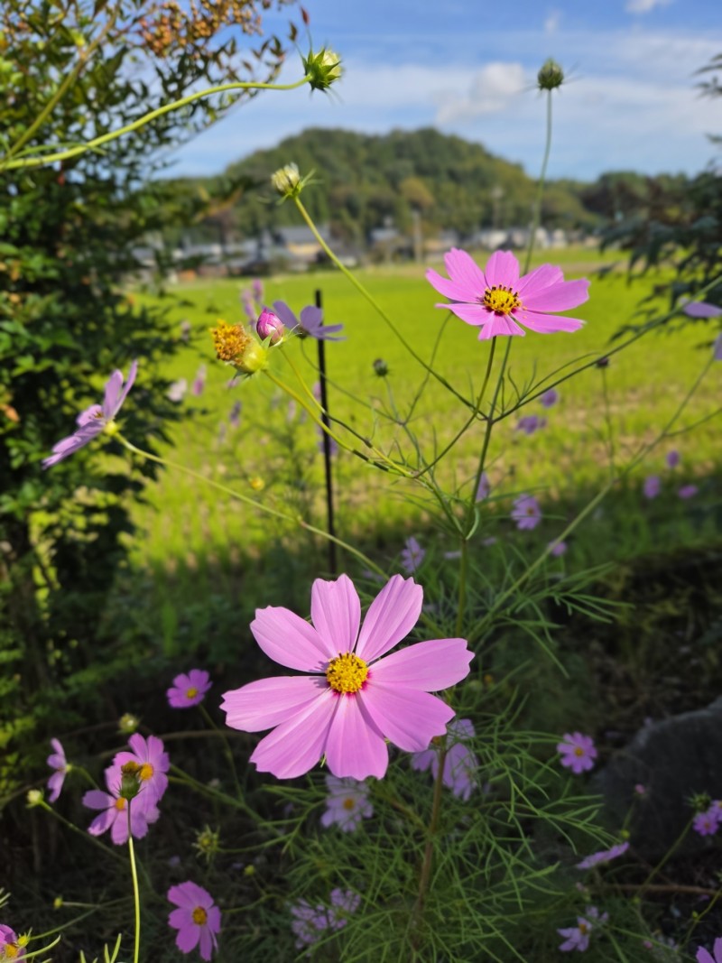 コスモス