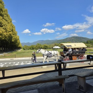 メタセコイア/馬車