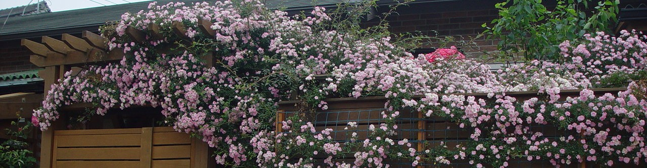 たら子の花花ガーデン