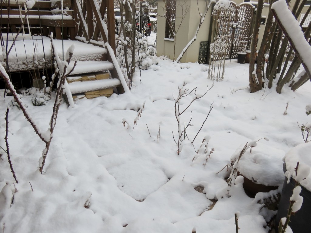 雪の積もった今朝の庭