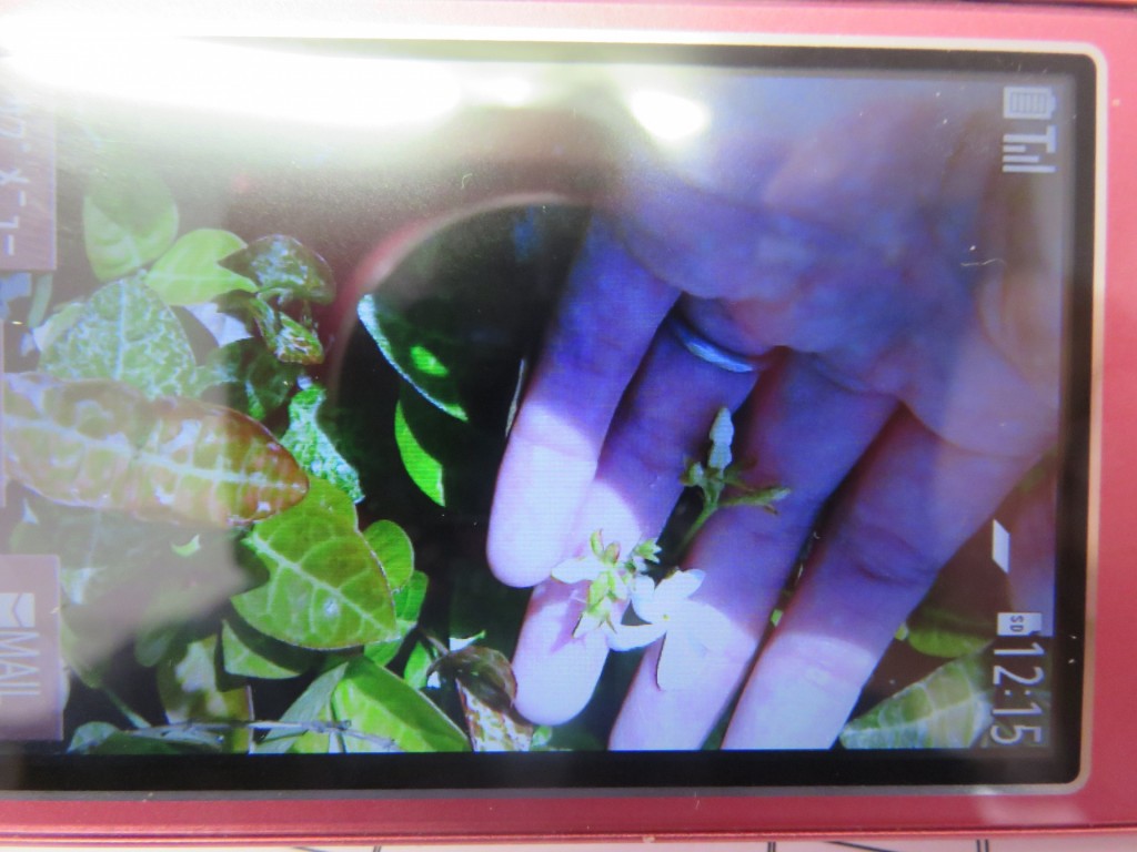 ハツユキカヅラの花が映る携帯