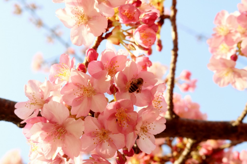 河津桜とミツバチ