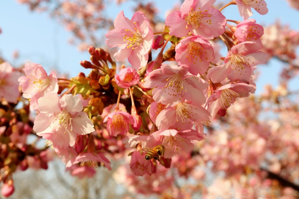 河津桜