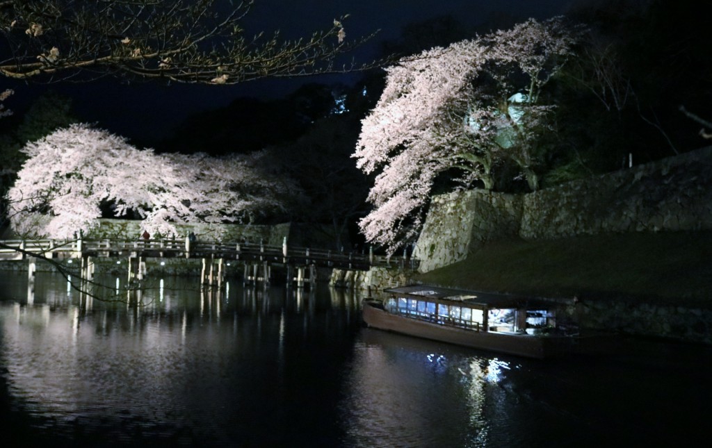 彦根城の夜桜
