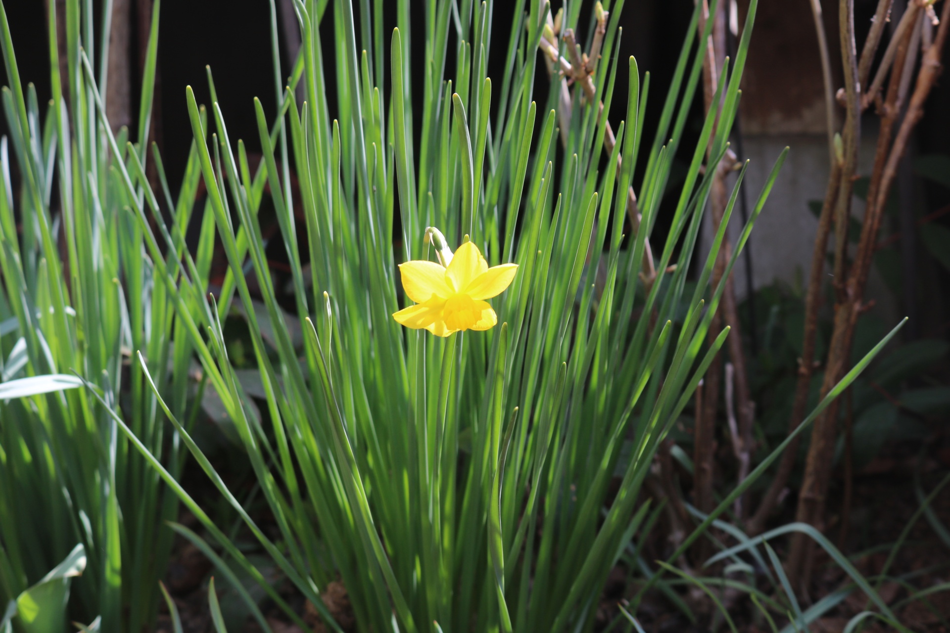 ひとつだけ咲いた　水仙の花。