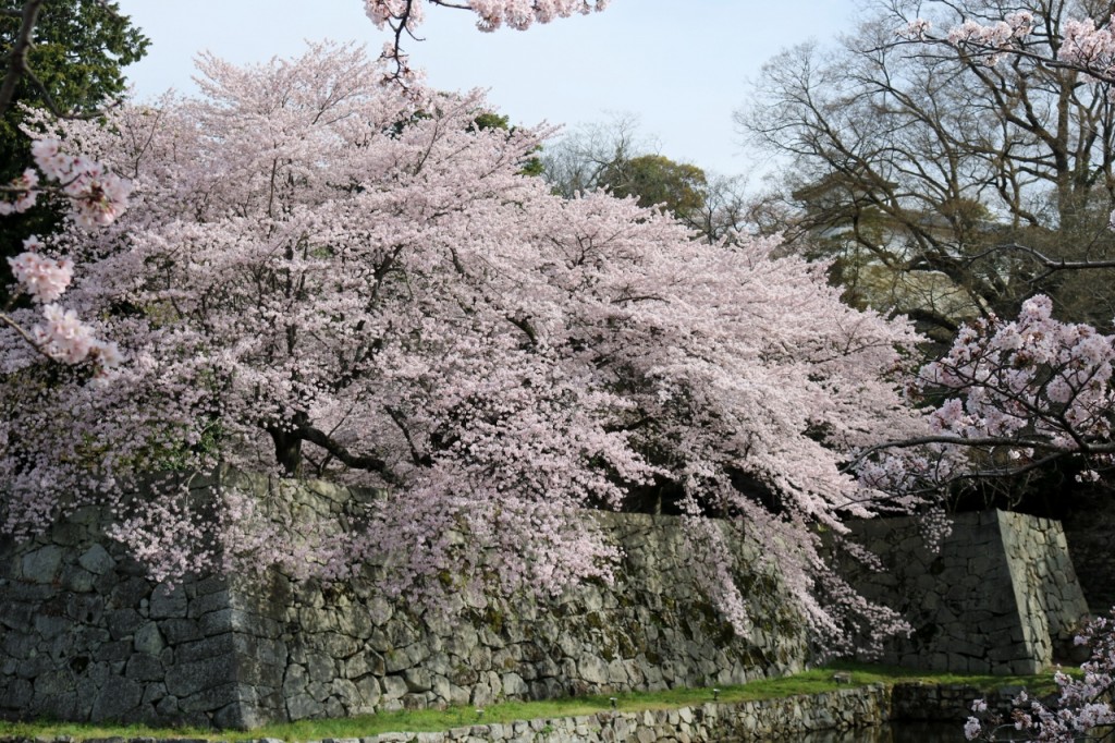 彦根城　の桜