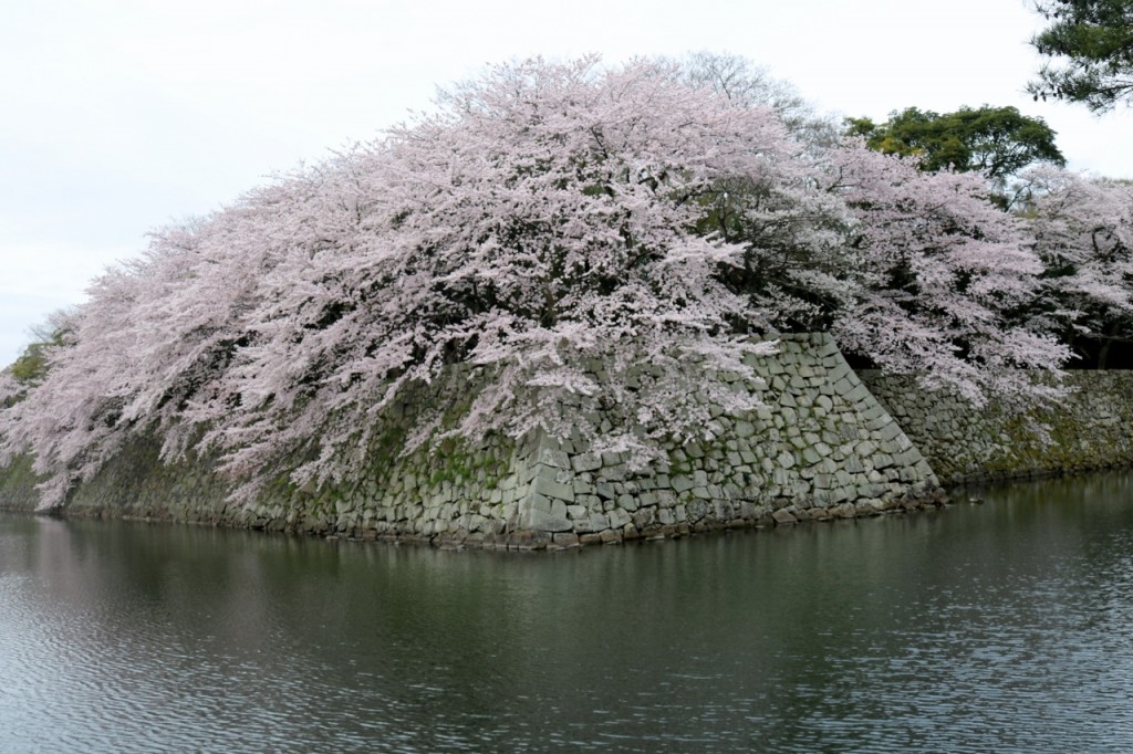 濠の桜