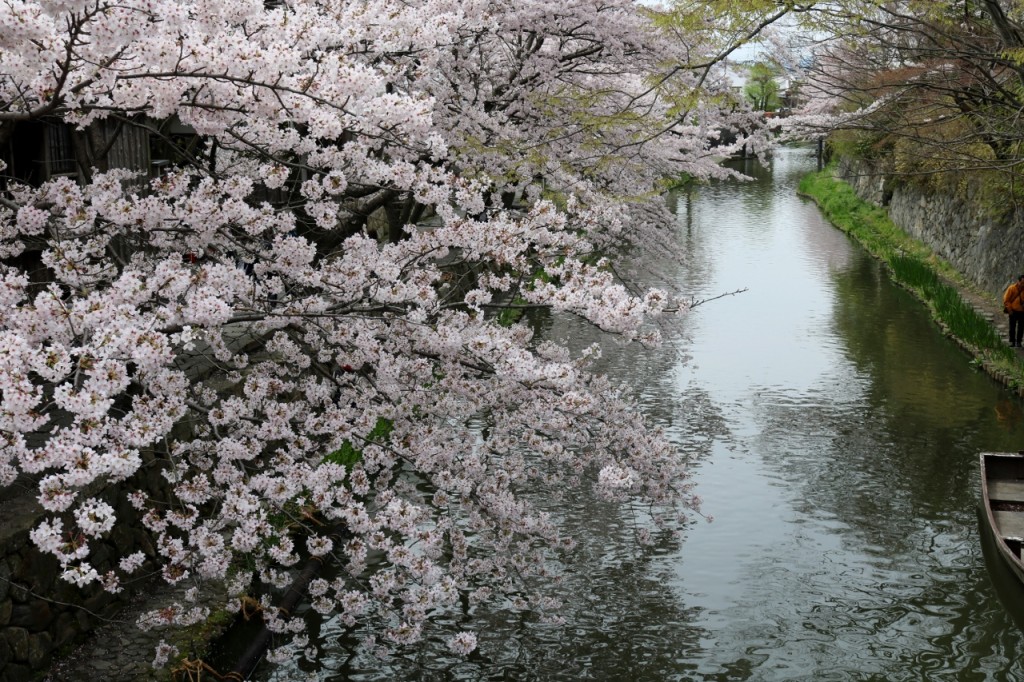 近江八幡の運河で咲く桜