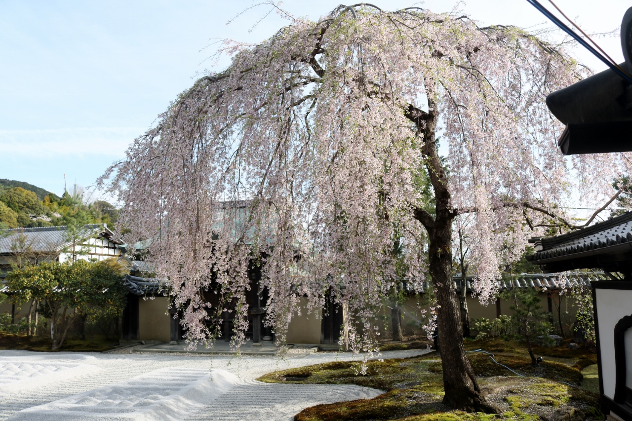 高台寺の桜