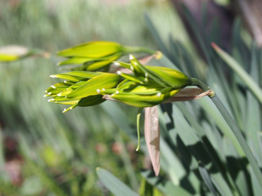 ひとつだけ咲いた 水仙の花 さわやか信州の庭 Toledo