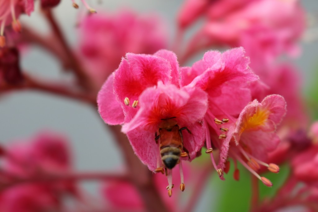 マロニエの蜜を集めるミツバチ