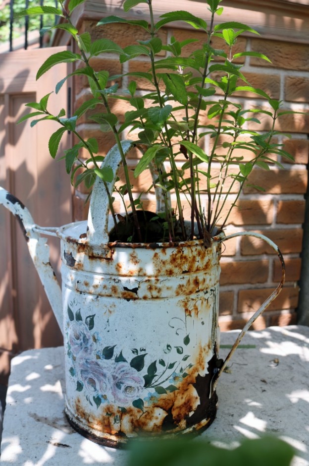 ブリキのジョーロの植木鉢