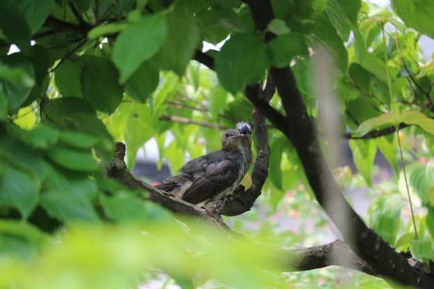 ジユンベリを食べる鳥の親子